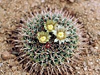 Mammillaria uncinata -678.jpg